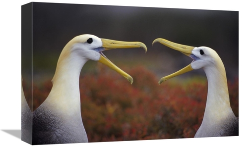 Global Gallery GCS-395589-1218-142 12 x 18 in. Waved Albatross Courtsh