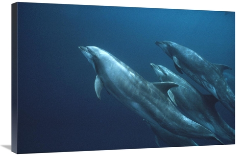 Global Gallery GCS-451105-2436-142 24 x 36 in. Bottlenose Dolphins&#44