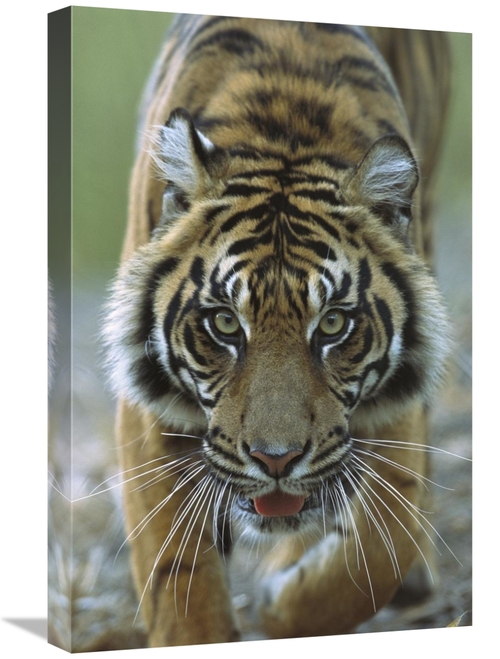 Global Gallery GCS-398162-1624-142 16 x 24 in. Sumatran Tiger Close-Up