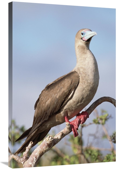 Global Gallery GCS-451558-2436-142 24 x 36 in. Red-Footed Booby in Pal