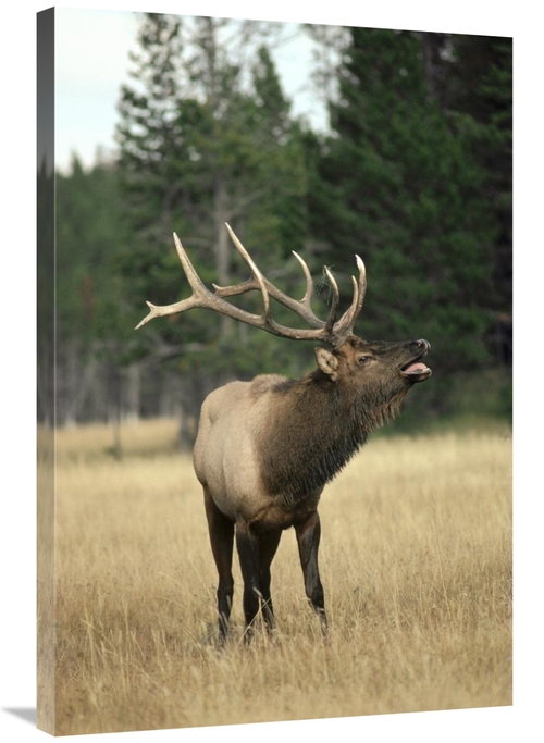 Global Gallery GCS-451864-2436-142 24 x 36 in. Elk Male Bugling During
