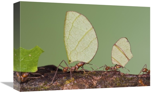 Global Gallery GCS-397341-1218-142 12 x 18 in. Leafcutter Ant Group Ca