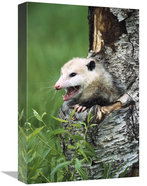 Global Gallery GCS-452554-1218-142 12 x 18 in. Virginia Opossum Female