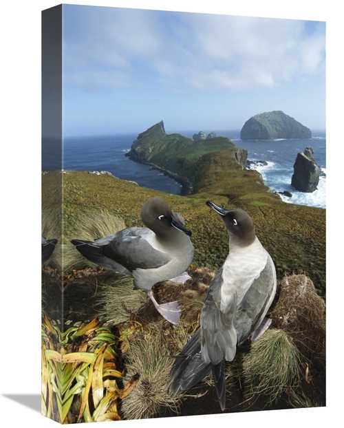 Global Gallery GCS-451602-1218-142 12 x 18 in. Light-Mantled Albatross