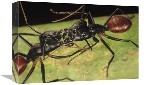 Global Gallery GCS-450556-1218-142 12 x 18 in. Giant Forest Ant Pair F