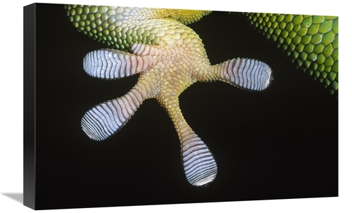 Global Gallery GCS-395284-1624-142 16 x 24 in. Madagascar Day Gecko Un