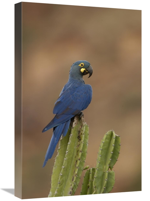 Global Gallery GCS-453153-1624-142 16 x 24 in. Lears Macaw Perching At