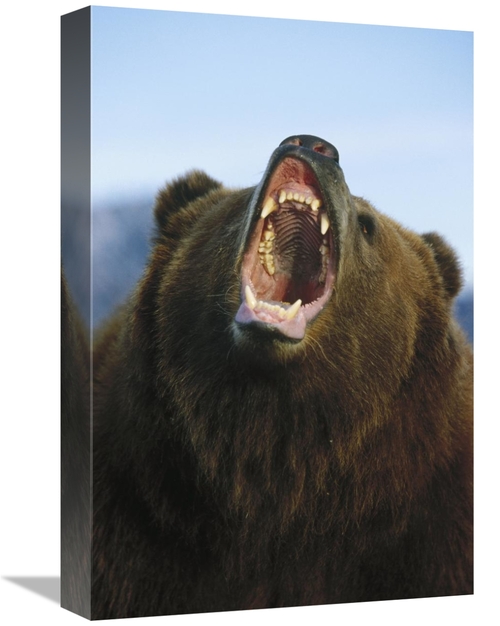 Global Gallery GCS-452483-1218-142 12 x 18 in. Grizzly Bear Close Up o