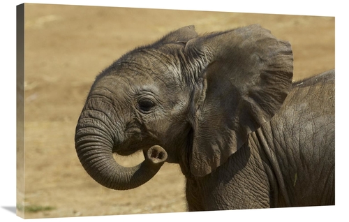Global Gallery GCS-450883-2436-142 24 x 36 in. African Elephant Calf P