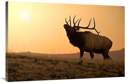 Global Gallery GCS-486442-40-142 40 in. Bull Elk at Sunset Art Print -