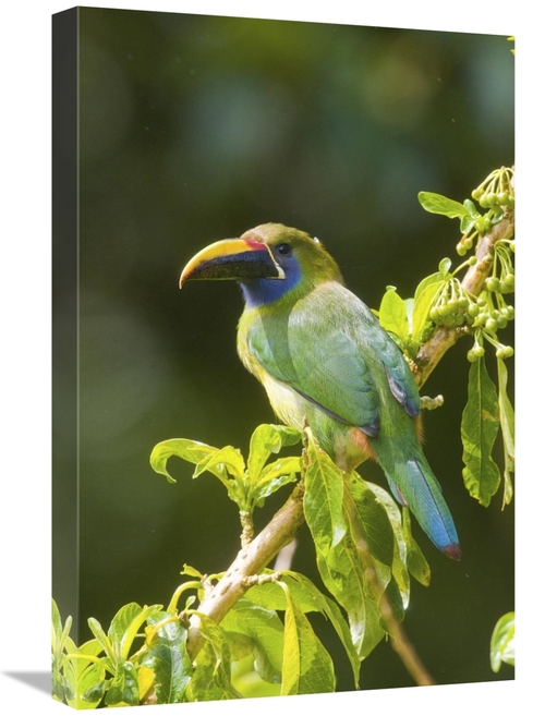 Global Gallery GCS-397264-1624-142 16 x 24 in. Emerald Toucanet, C