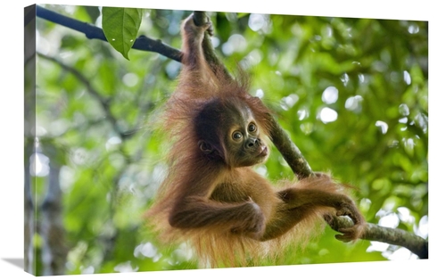 Global Gallery GCS-395859-2030-142 20 x 30 in. Sumatran Orangutan Nine