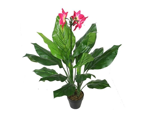 Potted 90 Cm Orchid