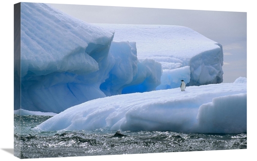 Global Gallery GCS-451094-2030-142 20 x 30 in. Adelie Penguin on Icebe