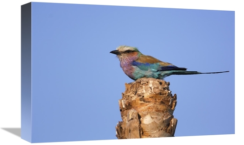 Global Gallery GCS-453267-1218-142 12 x 18 in. Lilac-Breasted Roller P