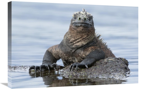 Global Gallery GCS-395629-2030-142 20 x 30 in. Marine Iguana on Rock i