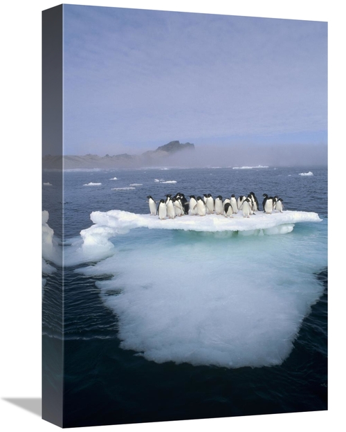 Global Gallery GCS-395666-1218-142 12 x 18 in. Adelie Penguin Group Cr