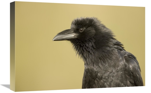 Global Gallery GCS-453352-1624-142 16 x 24 in. Common Raven Portrait&#