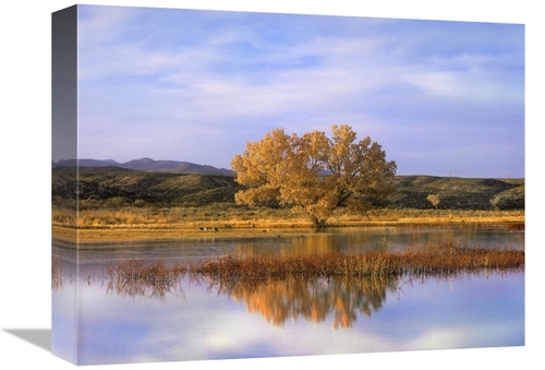 Global Gallery GCS-395955-1216-142 12 x 16 in. Sandhill Crane Flock in