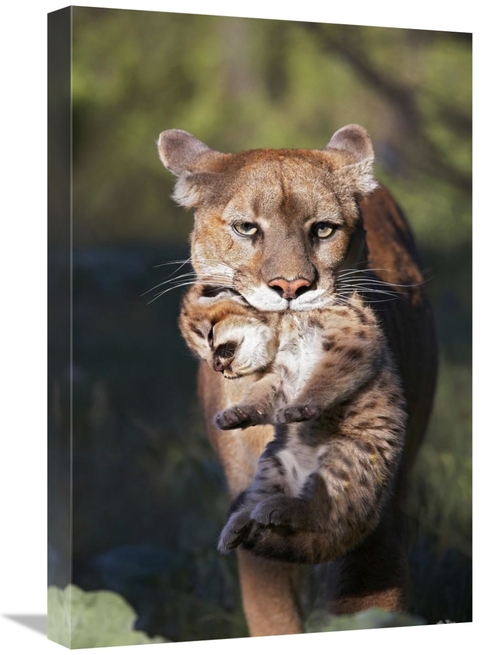 Global Gallery GCS-452204-1624-142 16 x 24 in. Mountain Lion Mother Ca