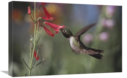 Global Gallery GCS-397063-1624-142 16 x 24 in. Broad-Tailed Hummingbir