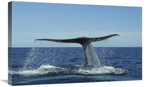 Global Gallery GCS-451685-30-142 30 in. Blue Whale Raising Fluke for D