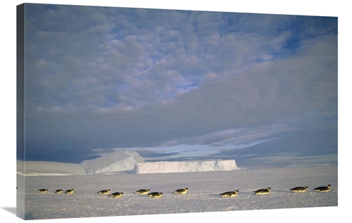 Global Gallery GCS-451121-2436-142 24 x 36 in. Emperor Penguins Tobogg