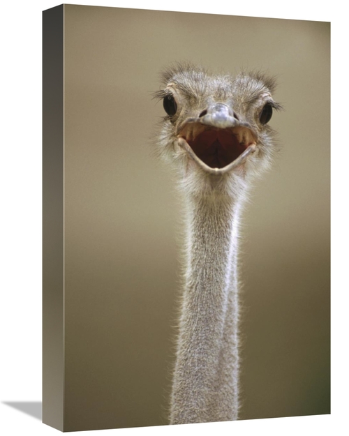 Global Gallery GCS-452906-1218-142 12 x 18 in. Ostrich Female Calling&