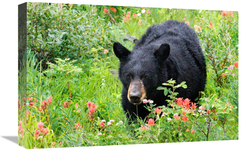 Global Gallery GCS-486429-22-142 22 in. Wildflower Bear Art Print - Vi