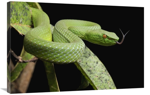 Global Gallery GCS-397549-2436-142 24 x 36 in. Sabah Bamboo Pitviper&#