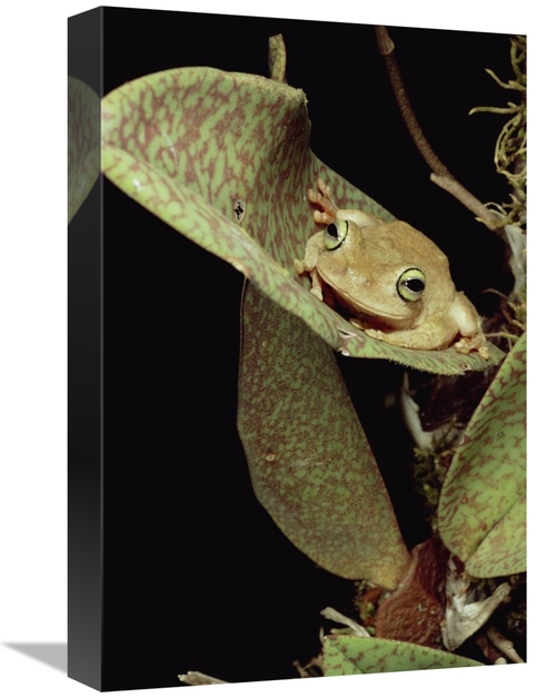Global Gallery GCS-450695-1218-142 12 x 18 in. Tree Frog in Canopy Orc