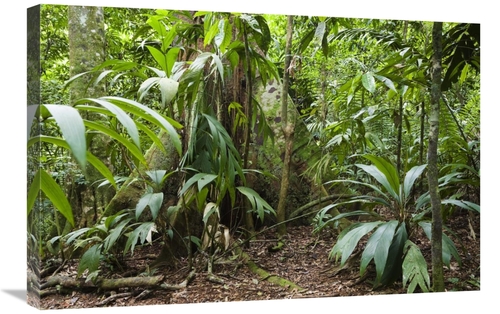 Global Gallery GCS-452691-2030-142 20 x 30 in. Lowland Rainforest,