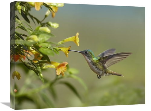 Global Gallery GCS-396559-2024-142 20 x 24 in. Andean Emerald Hummingb