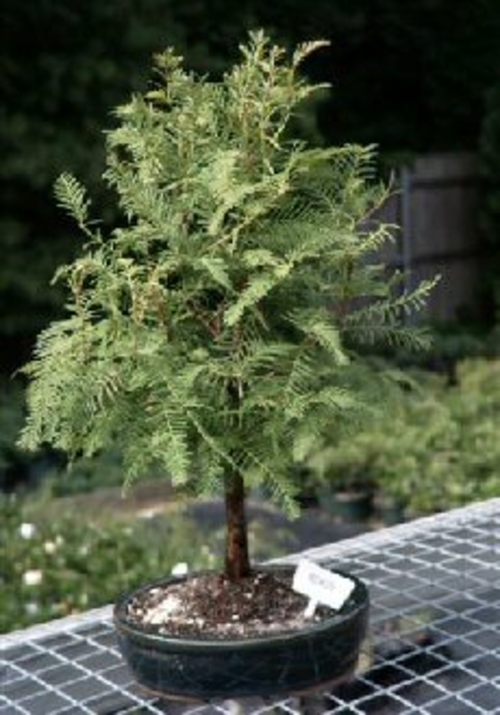 Redwood Bonsai Tree - Large (metasequoia glyptostroboides)