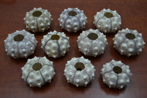 12 Pcs Purple Sputnik Sea Uchins