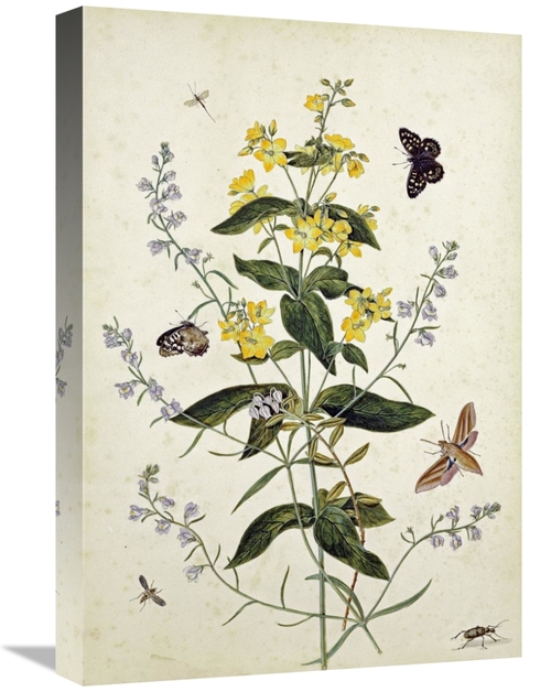22 in. Yellow Loosestrife & Other Wild Flowers Art Print - Thomas Robi