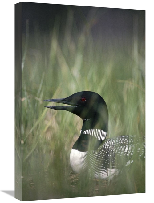 Global Gallery GCS-451859-1624-142 16 x 24 in. Common Loon Incubating 