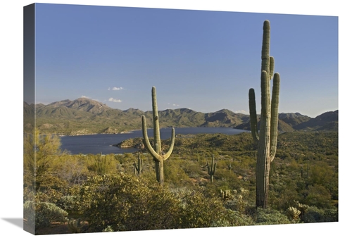 Global Gallery GCS-396132-1824-142 18 x 24 in. Saguaro Cactus at Bartl