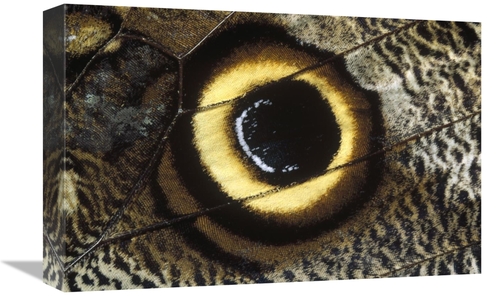 Global Gallery GCS-452278-1218-142 12 x 18 in. Forest Giant-Owl Butter