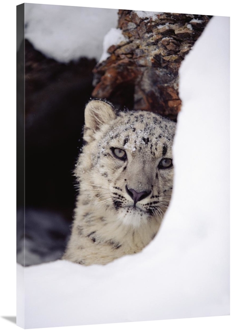 Global Gallery GCS-396428-2436-142 24 x 36 in. Snow Leopard Adult,