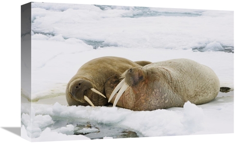 Global Gallery GCS-452707-1218-142 12 x 18 in. Walrus Male & Female on