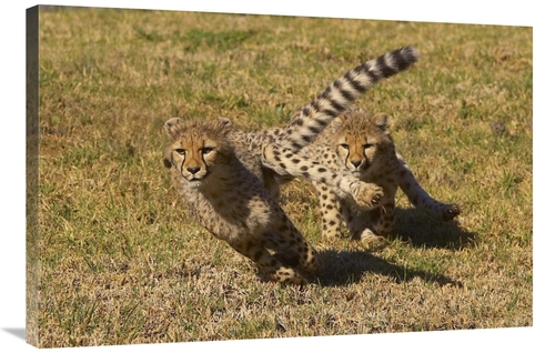 Global Gallery GCS-450865-2436-142 24 x 36 in. Cheetah Juveniles Playi