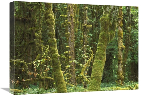 18 x 24 in. Maple Glade, Quinault Temperate Rainforest, Olympi