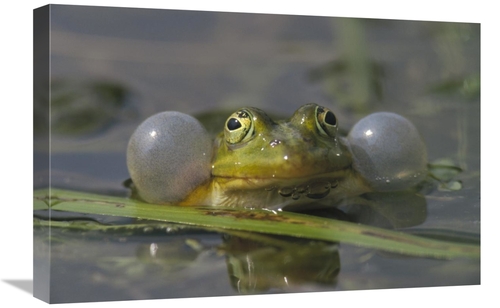 Global Gallery GCS-452280-1624-142 16 x 24 in. Edible Frog Croaking in