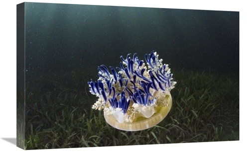 Global Gallery GCS-397920-1624-142 16 x 24 in. Upside-Down Jellyfish&#