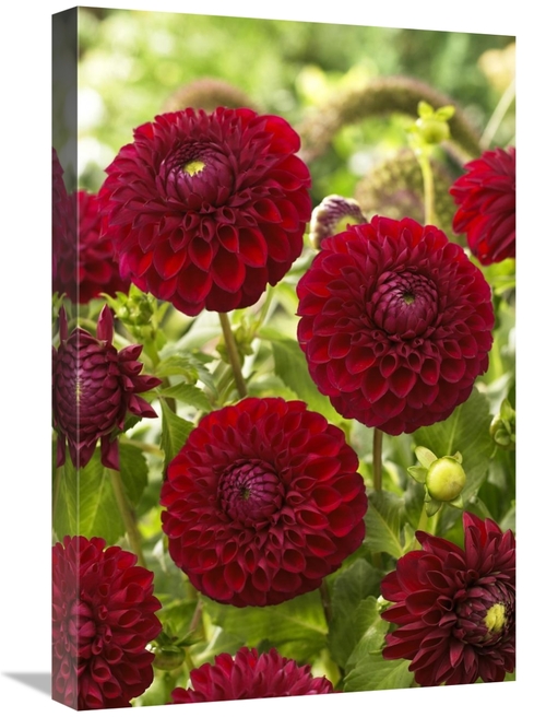Global Gallery GCS-398372-1624-142 16 x 24 in. Dahlia Boom Boom Red Va