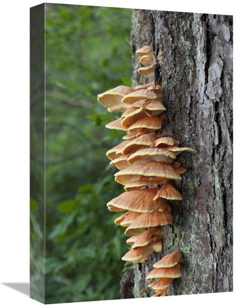 Global Gallery GCS-395487-1218-142 12 x 18 in. Chicken of the Woods Fu