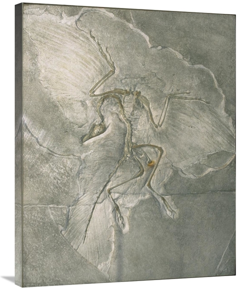Global Gallery GCS-452699-2835-142 28 x 35 in. Archaeopteryx Bird Foss