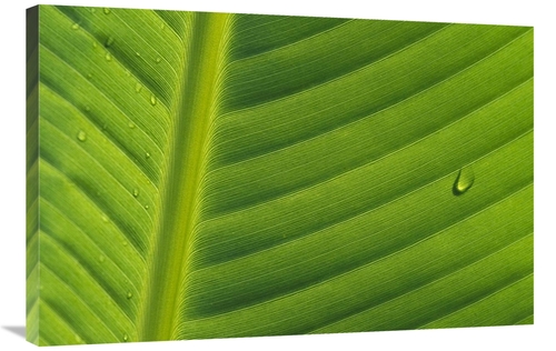 Global Gallery GCS-398090-2436-142 24 x 36 in. Banana Close Up of Leaf