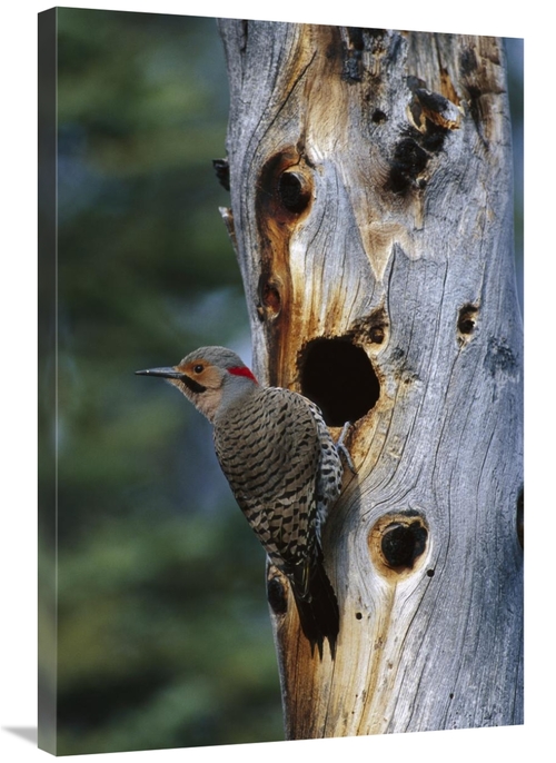 Global Gallery GCS-451926-2436-142 24 x 36 in. Northern Flicker Woodpe